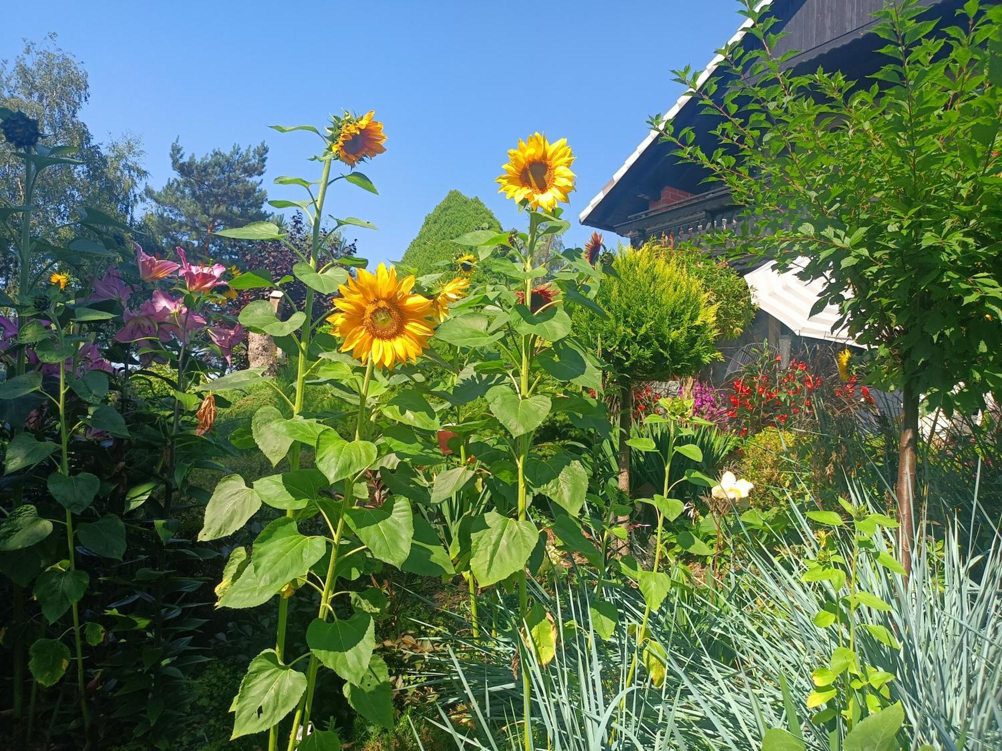 Hortus Apartament Z Klimatyzacja Boleslawiec  Extérieur photo